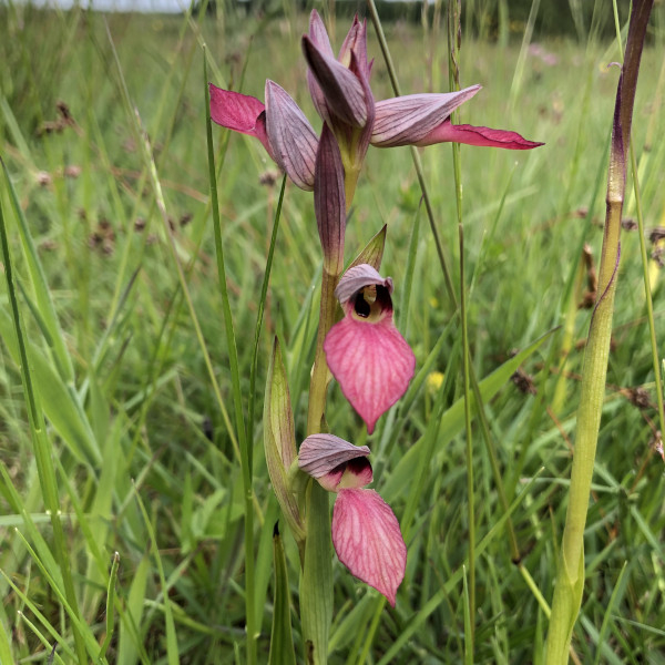 S&eacute;rapias langue (Serapias lingua) &copy; Nicolas Macaire / LPO